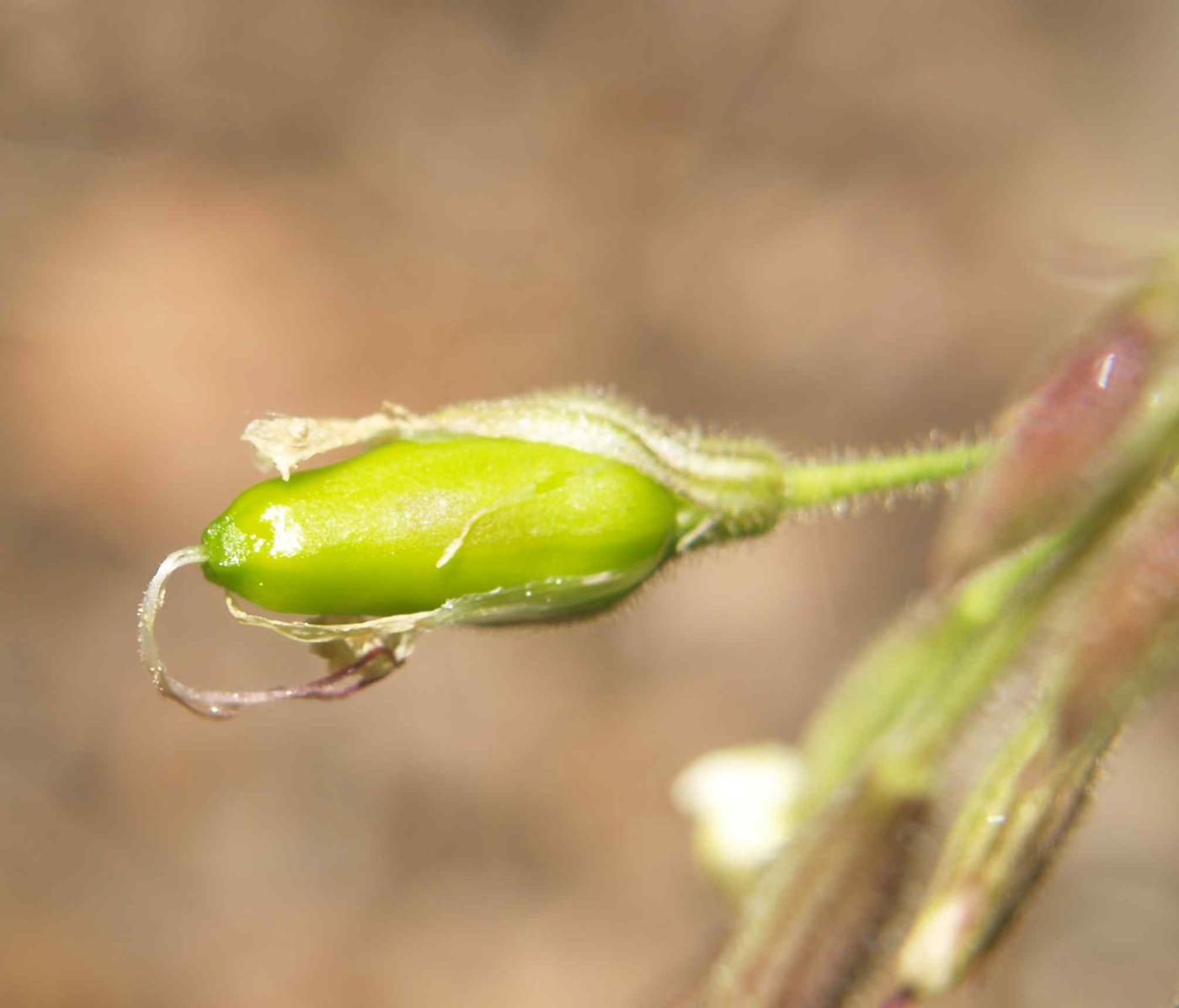 Catchfly, Nottingham fruit